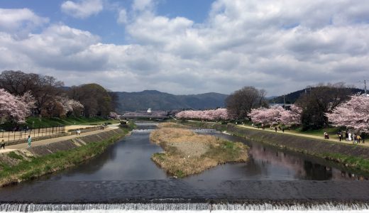 賀茂川沿いの風景(春・桜の季節）