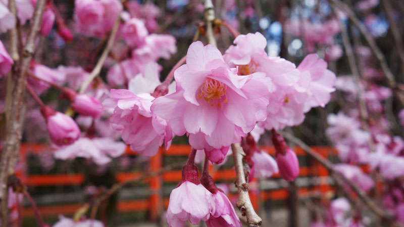 19年4月11日の上賀茂神社の桜 京都にてひとり暮らし