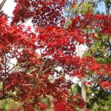 11月20日の今宮神社の紅葉（京都市北区）
