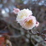 1月末に早朝散歩で人気のない今宮神社の梅を見に行く。