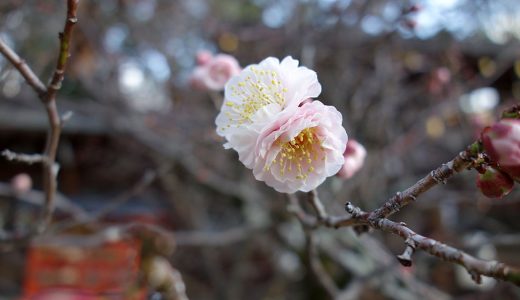1月末に早朝散歩で人気のない今宮神社の梅を見に行く。