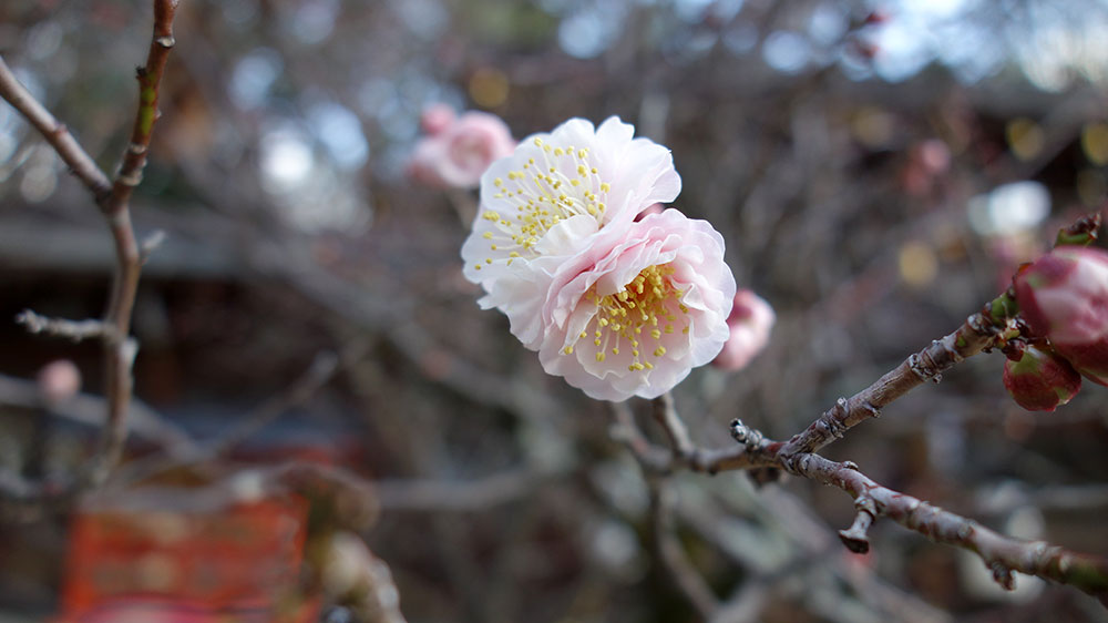 梅の花　京都市北区紫野　今宮神社