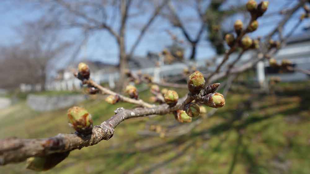 賀茂川沿いの桜。まだつぼみ状態。