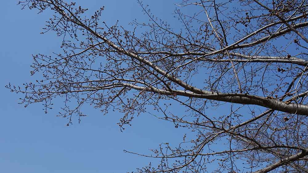 賀茂川沿いの桜並木。