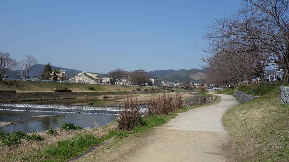 賀茂川沿いの散歩コース　桜並木はまだつぼみ