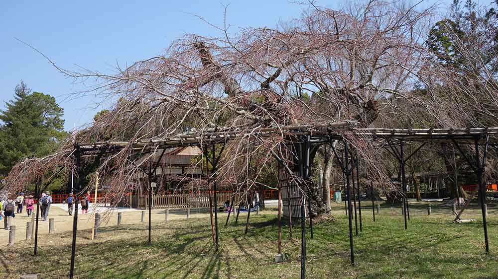 上賀茂神社の御所桜