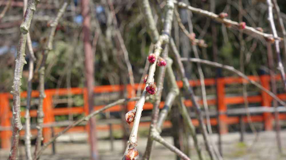 風流桜のつぼみ