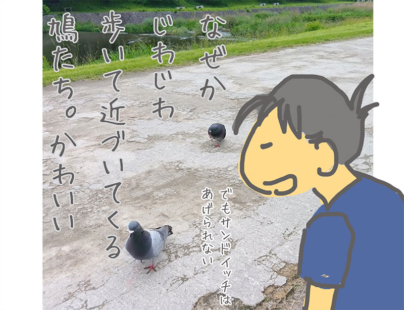 なぜかじわじわと歩いて近づいてくる鳩。かわいい　でもサンドイッチはあげられない。