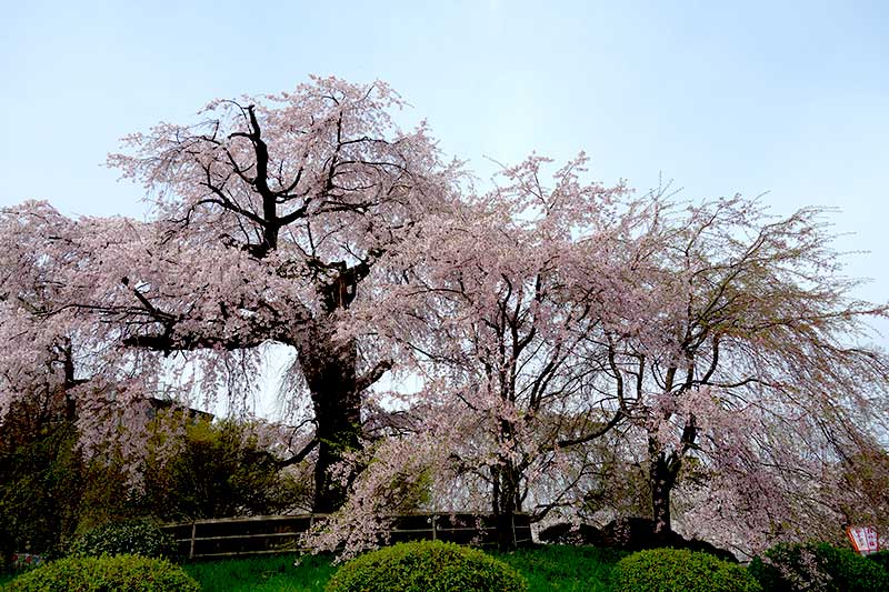 円山公園の桜。10年ぶりぐらいに見た。